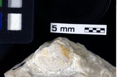 Foto (Detailansicht) von Cyclothyreus sp. (NHMW-GEO-1990-0041-0012)